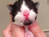 Maine Coon Jazebell 