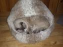 Ragdoll bella