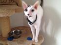 Cornish Rex DK Kousgård's Fernando