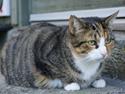 Huskat Sille