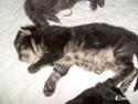 Maine Coon Loke( i himlen)