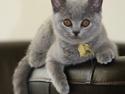 British Shorthair DK Springers Blue Charlotte (Milla)