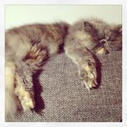 Perser Abelone efter stamtavle vi kalder hende Miller