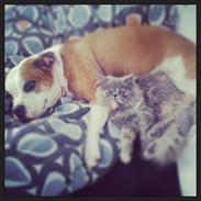 Perser Abelone efter stamtavle vi kalder hende Miller