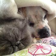 Perser Abelone efter stamtavle vi kalder hende Miller