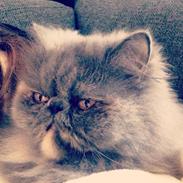 Perser Abelone efter stamtavle vi kalder hende Miller