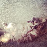 Perser Abelone efter stamtavle vi kalder hende Miller