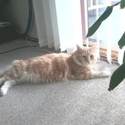 Maine Coon Mille