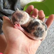 Blanding af racer Malou