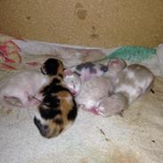 Blanding af racer Malou