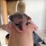 Blanding af racer Malou