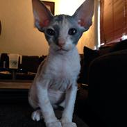 Blanding af racer Malou