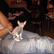 Blanding af racer Malou