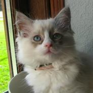 Ragdoll Azi