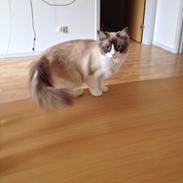 Ragdoll Azi
