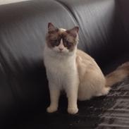 Ragdoll Azi