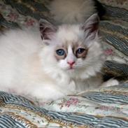 Ragdoll Azi