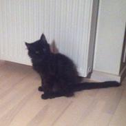 Maine Coon Maximillian