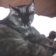 Maine Coon Maximillian