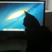 Maine Coon Maximillian