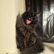Maine Coon Maximillian