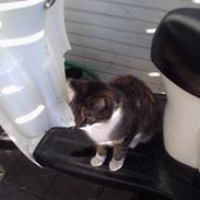 Blanding af racer Tiger