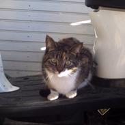 Blanding af racer Tiger