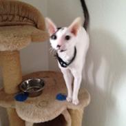 Cornish Rex DK Kousgård's Fernando