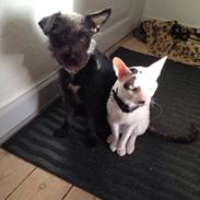 Cornish Rex DK Kousgård's Fernando