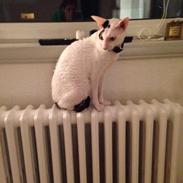 Cornish Rex DK Kousgård's Fernando