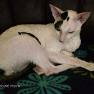 Cornish Rex DK Kousgård's Fernando