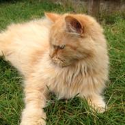 Maine Coon Trise