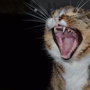 Huskat Emil *** EFTERLYST ***