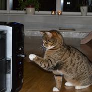 Huskat Emil *** EFTERLYST ***