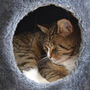 Huskat Emil *** EFTERLYST ***