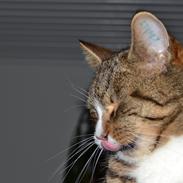 Huskat Emil *** EFTERLYST ***