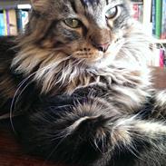 Maine Coon Gimli