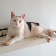 Huskat Kajsa