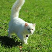 Maine Coon Dalsgaards Galant