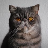 Exotic Frankenstein (DK Hyggebo's Look at me) R.I.P.