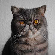 Exotic Frankenstein (DK Hyggebo's Look at me) R.I.P.