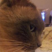 Blanding af racer Gucci