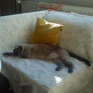 Blanding af racer Gucci