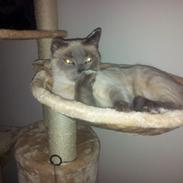 Blanding af racer Gucci