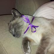 Blanding af racer Gucci