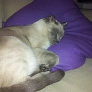 Blanding af racer Gucci