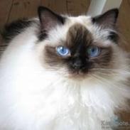 Ragdoll Tacana so Pretty a Chardani DK