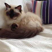 Ragdoll Tacana so Pretty a Chardani DK