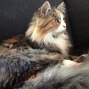 Maine Coon Candis