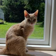 Huskat Karamella (mella)